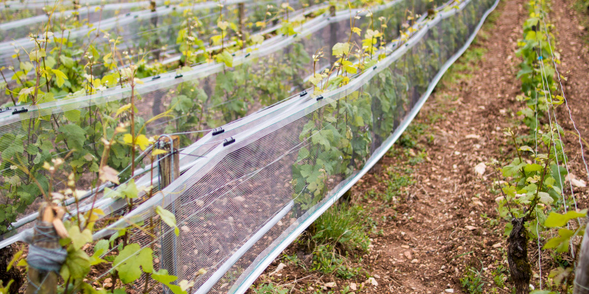Quelles solutions anti-grêle pour les agriculteurs ?